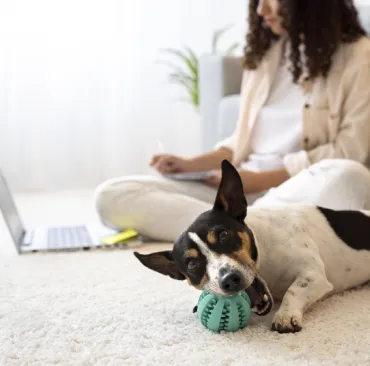 Carpet Pet Treatment